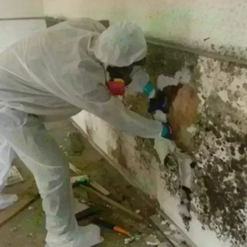 Mold Remediation and Removal in Iowa, LA